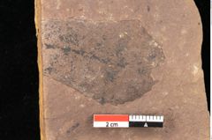Foto (Detailsansicht) von Quercus palaeoilex Ettingshausen (NHMW-GEO-2024-0188-0956)